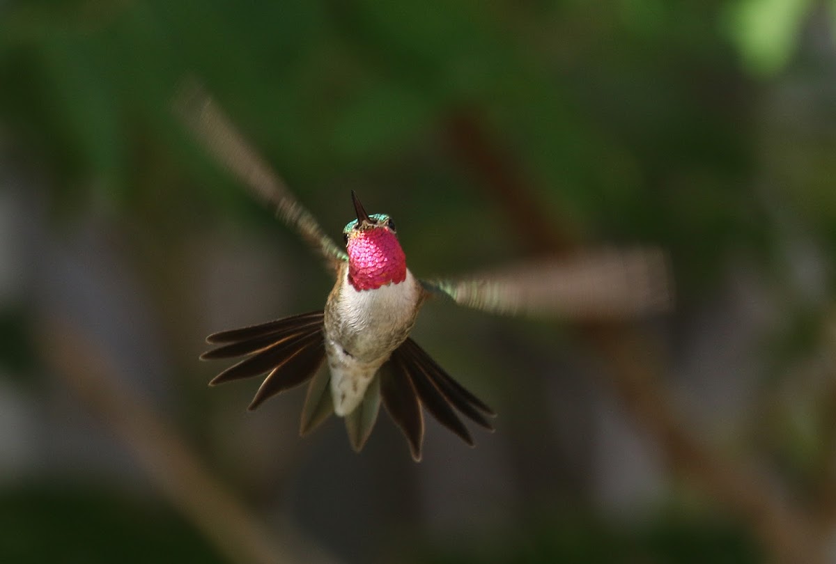 Broad-tailed Hummingbird