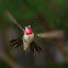 Broad-tailed Hummingbird