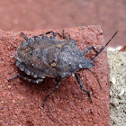 Rough Stink Bug