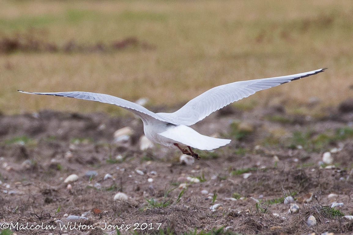 Black-headed Gull