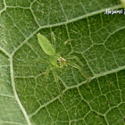 Magnolia Green Jumper ♀