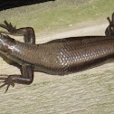 Skink, male