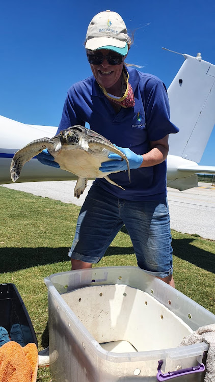 Bayworld aquarium curator Ruth Wright takes receipt of Myrtle at the Port Elizabeth airport after she was flown in from East London