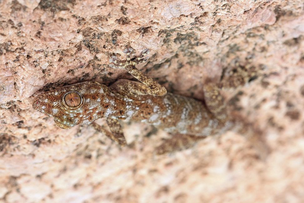 Egyptian Fan-Toed Gecko