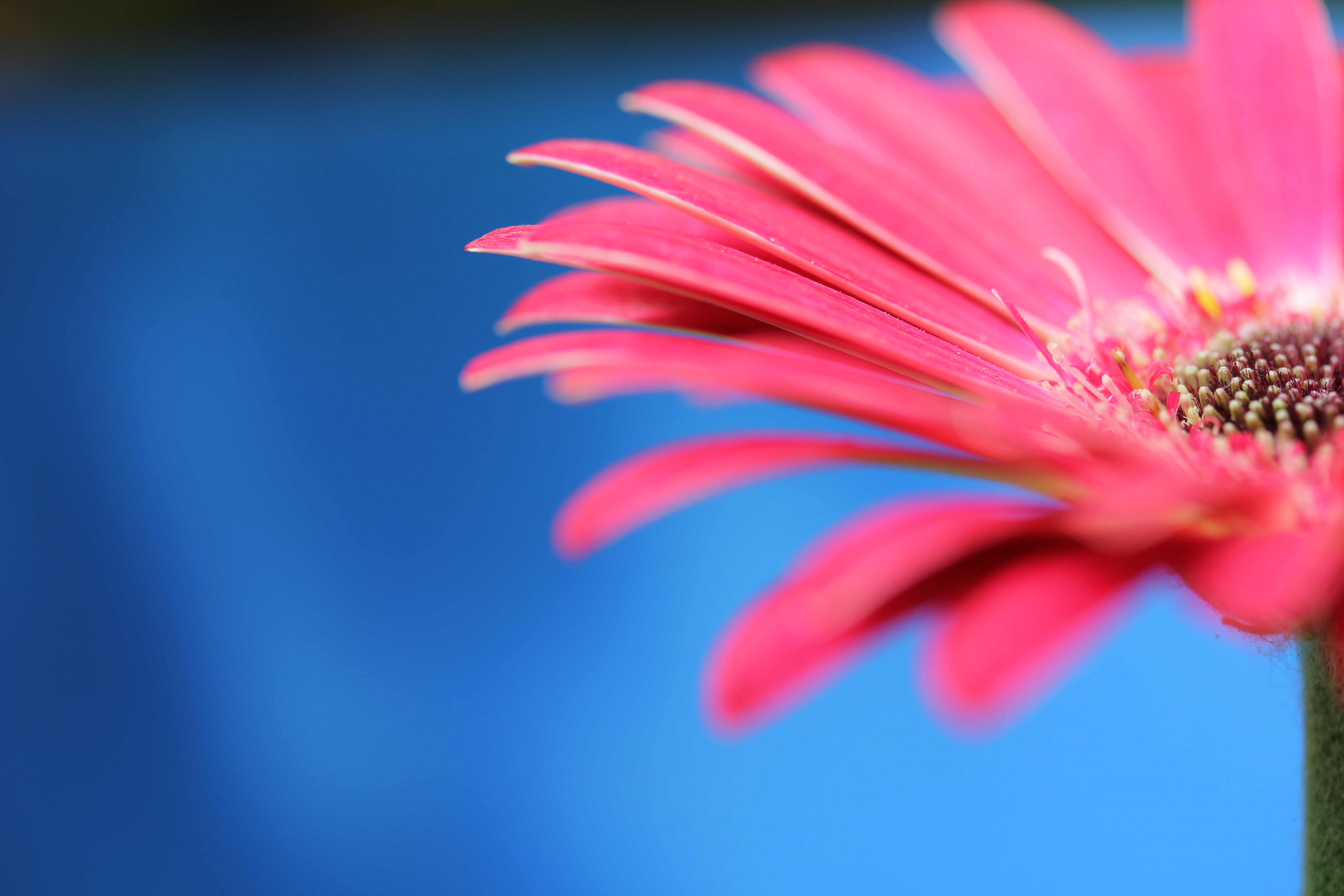 Gerbera di giuseppe_beppe_peroni