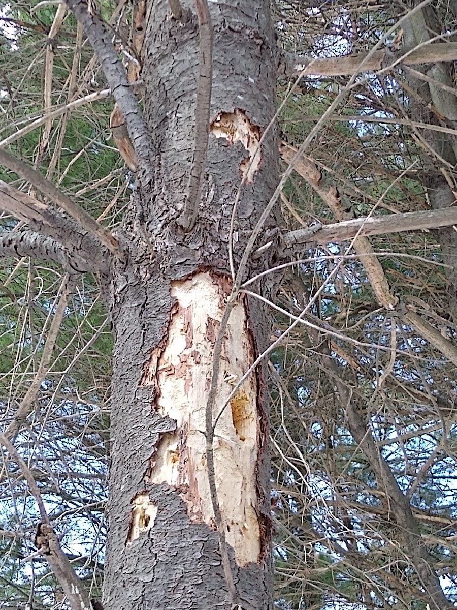 Shredded tree