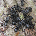 Cephalotes