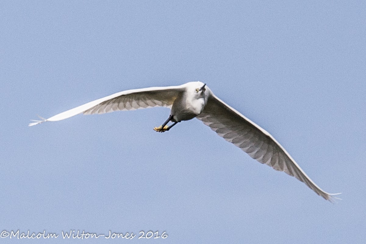 Little Egret