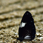 Magpie Crow