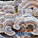 Turkey tail