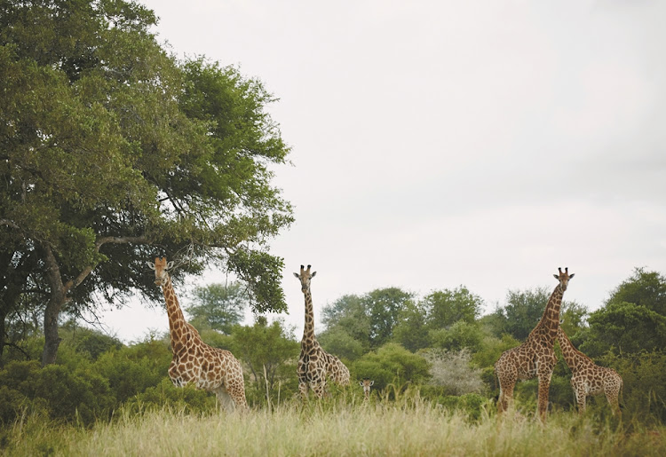 Sabi Sand game reserve, where Singita has several lodges, is renowned for its high concentrations of game.