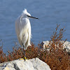 Little Egret