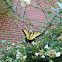 Male Eastern Tiger Swallowtail butterfly