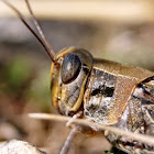 Red-winged Grasshopper