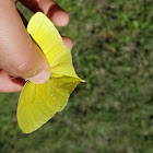 Cloudless sulphur