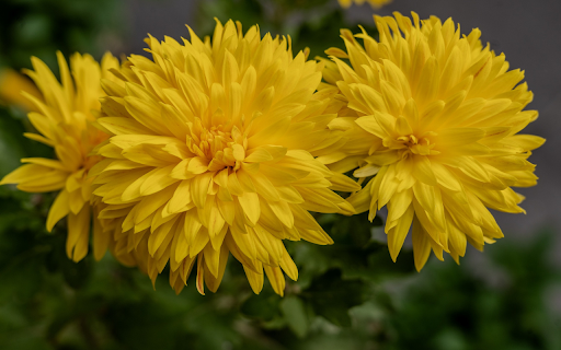 Bright yellow chrysanthemum flowers screenshot 1