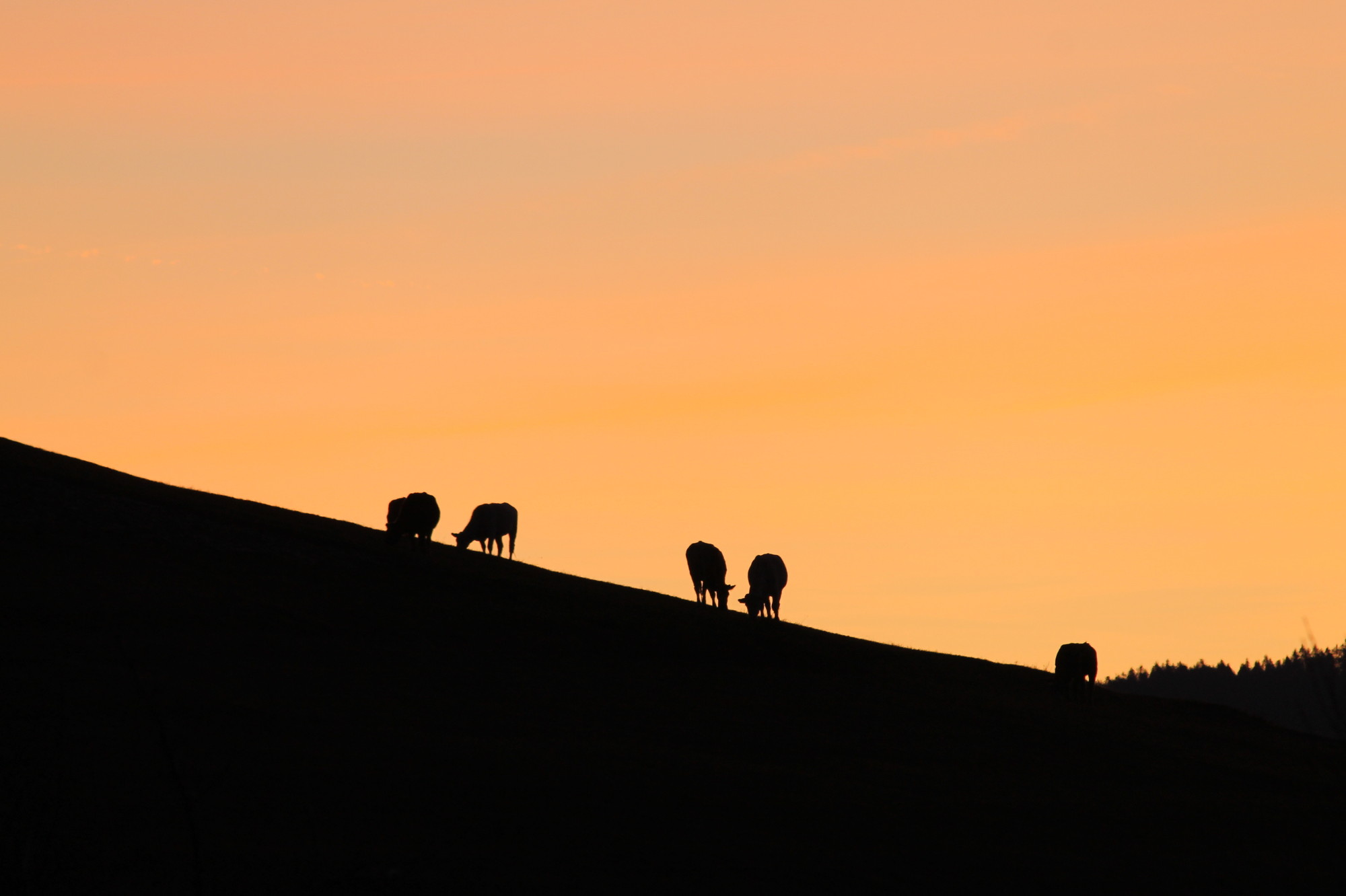 silhouette bovine di Pat