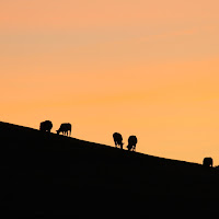 silhouette bovine di 