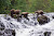 Three brown bears fish for pink salmon in a stream in Alaska during a Lindblad Expeditions tour.