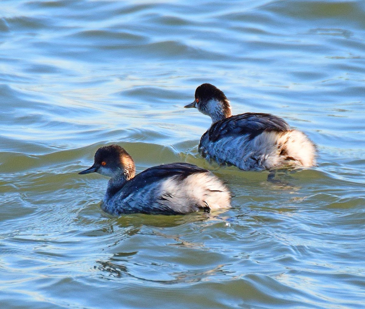 Eared Grebe