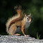 American Red Squirrel