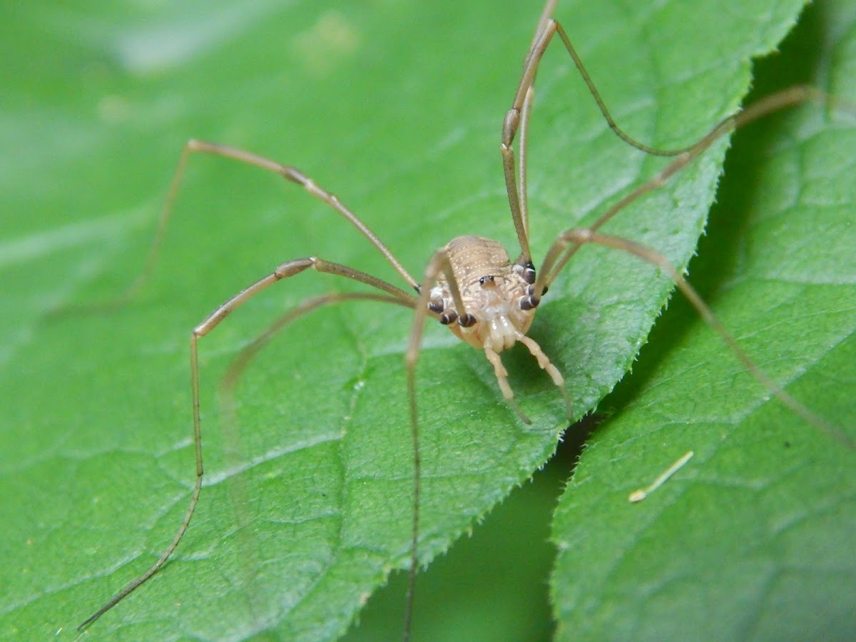 Harvestmen