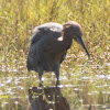 Reddish Egret