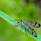 Common scorpionfly; Mosca escorpión