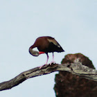 Black-bellied Whistling Duck