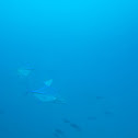 Bluefin trevally