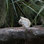 Eastern Gray Squirrel (Albino)