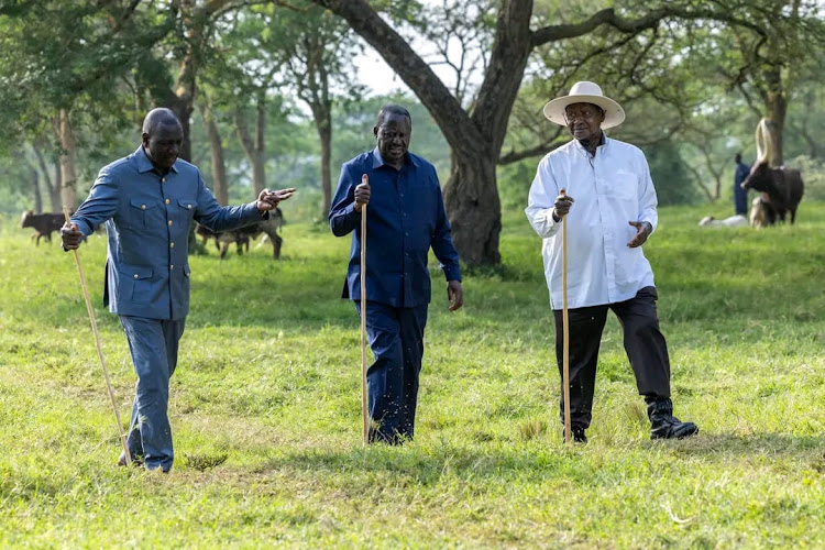 President William Ruto (grey suit), Ugandan President Yoweri Museveni (white shirt), and ODM leader Raila Odinga having a discussion at Museveni's Kisozi country home in Uganda.