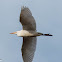 Cattle Egret; Garcilla Bueyera