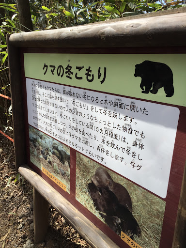 クマの冬ごもり