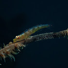 Whip Coral Goby