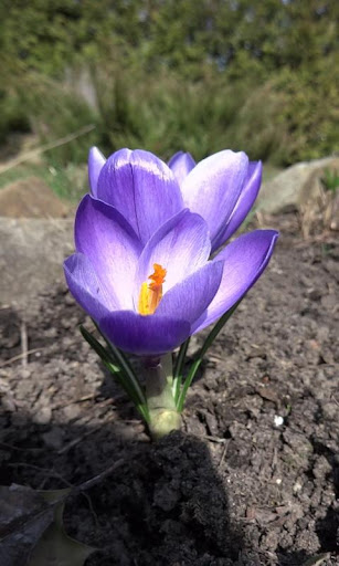 Beautiful violet crocus