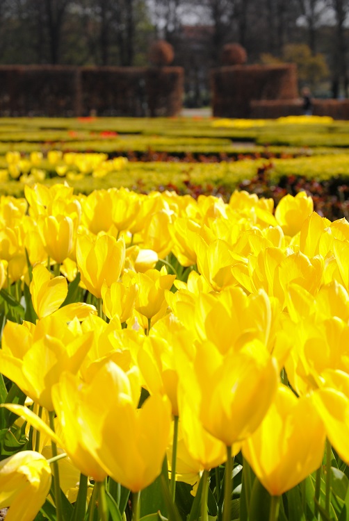 L'Olanda in giallo di chiara.pozzi