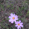 Garden Cosmos