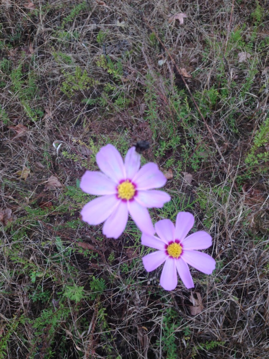 Garden Cosmos