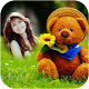 Download Teddy Bear Photo Frames For PC Windows and Mac