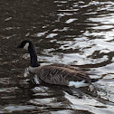 Canadian Goose