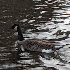 Canadian Goose