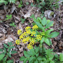 Golden Alexanders