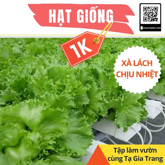 Deal 1K - 50 Hạt Giống Rau Xà Lách Chịu Nhiệt Minetto - Xà Lách Mỹ Ăn Giòn, Ngọt - Tập Làm Vườn Cùng Tạ Gia Trang