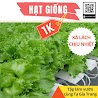 Deal 1K - 50 Hạt Giống Rau Xà Lách Chịu Nhiệt Minetto - Xà Lách Mỹ Ăn Giòn, Ngọt - Tập Làm Vườn Cùng Tạ Gia Trang