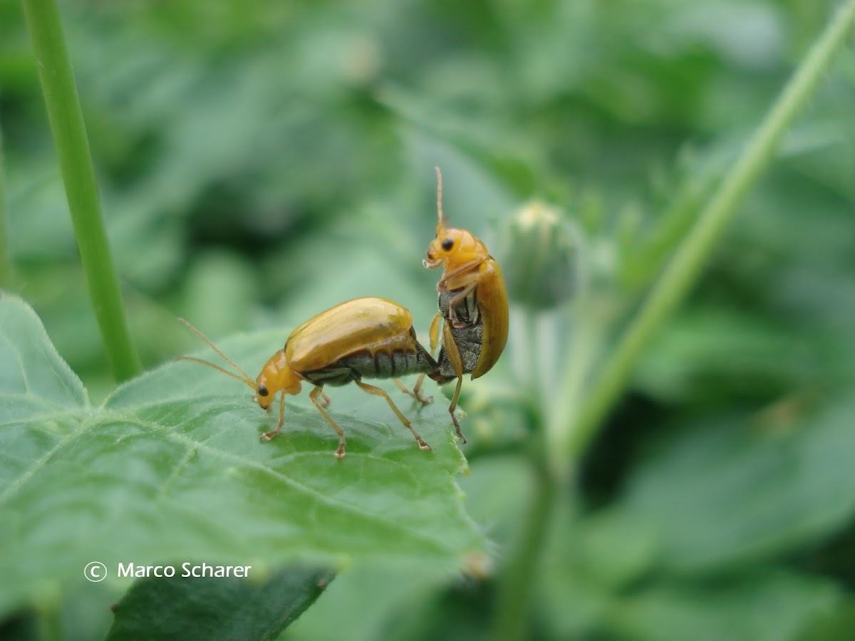 Cucurbit leaf beetle