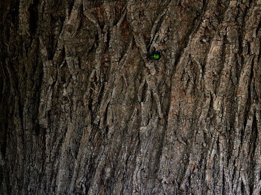 wood natural pattern di arca_liberatore