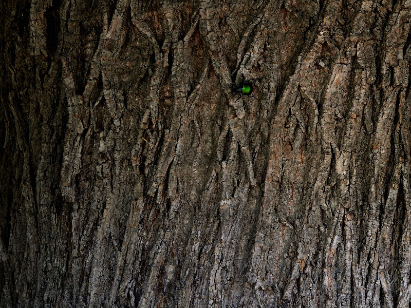 wood natural pattern di arca_liberatore