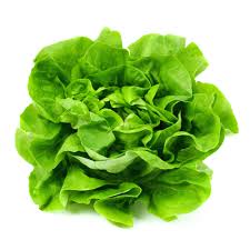 Image result for Lettuce