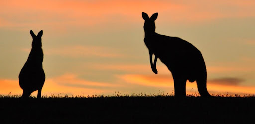 Wallaby Wallpaper Hd Google Play のアプリ